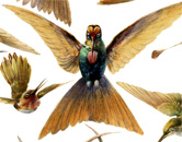 evolution cover
